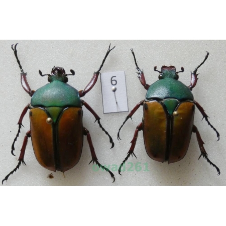 Eudicella smithii (MacLeay, 1838) pair ex. ovo Zair6